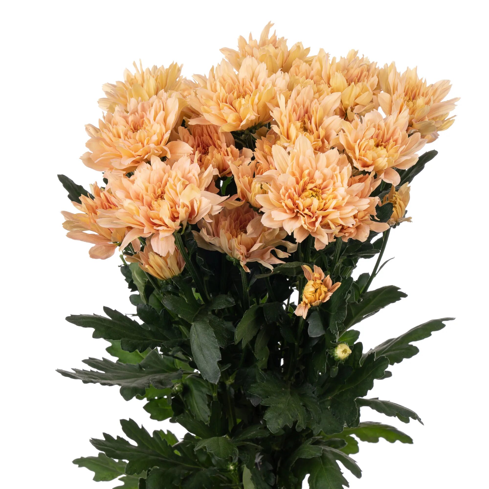 Chrysanthemum (Indicum Grp) tros santini 'Merida Splendid', photo and descriptio