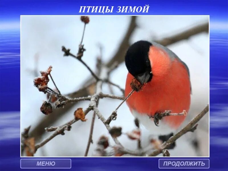 Птицы зимой песни. Зимняя птица красный живот. Птицы зимой презентация. Зимующие птицы Кыргызстана. Птицы в Чите зимой.