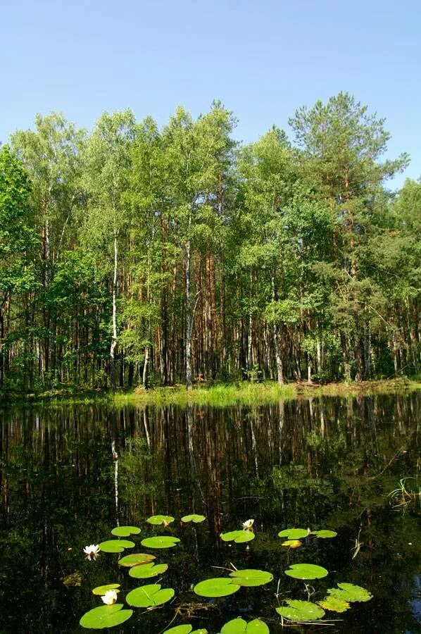 Водно-болотные угодья. Всемирный день водно-болотных угодий. Североземельский государственный природный заказник. Всемирный день водно-болотных угодий. Водно-болотные угодья китай туранскейп.