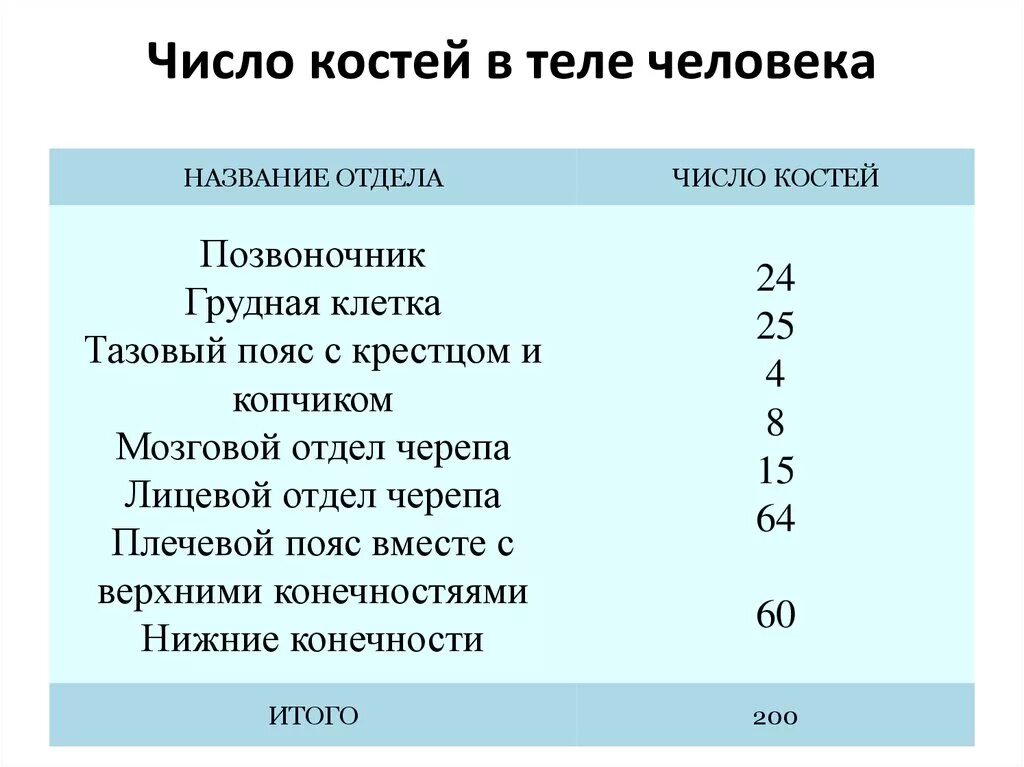 Сколько костей у новорожденного. Сколько костей у человека. Сколькоту селовека кгстей. Сколькоклстей в теле человека. Сколько костей в теле человека.