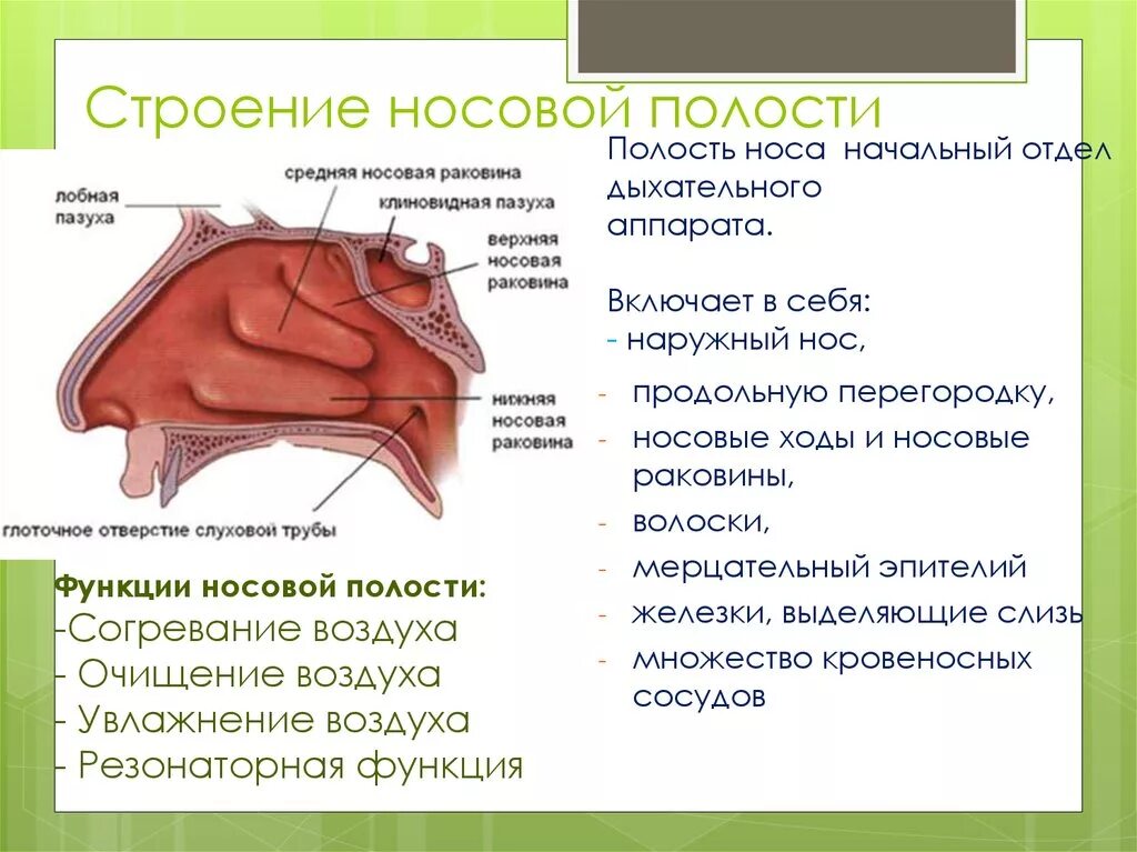 Носовые полости функции органа. Носовая полость строение и функции. Носовая полость топография строение функции. Строение носовой полости человека и функции. Строение носовой полости человека анатомия строение функции.