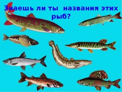 Какая рыба водится в озере байкал
