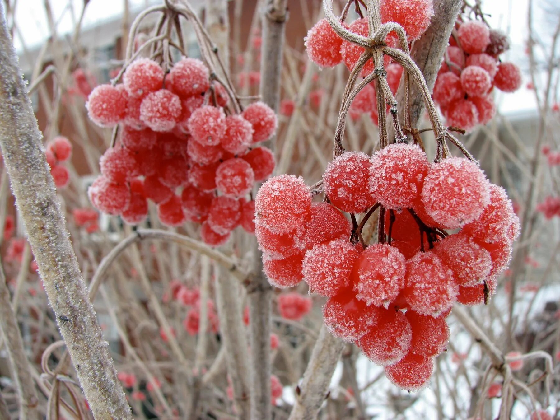 Дерево растет зимой. Калина (Viburnum). Зимние цветы. Растения зимой. Калина зимой.