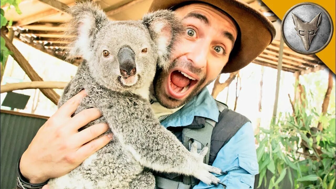 Albert коала. Нападение коалы на человека. Ozzie Koala movie. Алекс коал