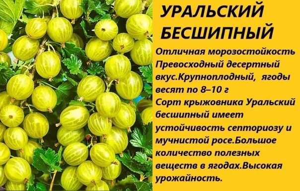 Крыжовник уральский бесшипный. Крыжовник Уральский бесшипный описание сорта. Крыжовник сорт Уральский изумруд. Крыжовник бесшипный сорта.