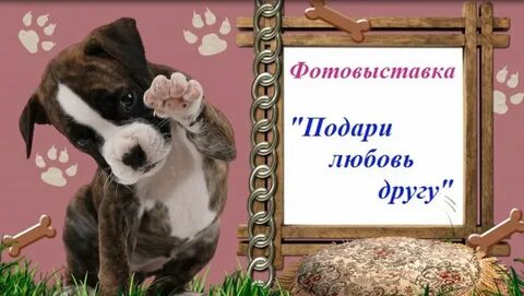 Портфолио животных