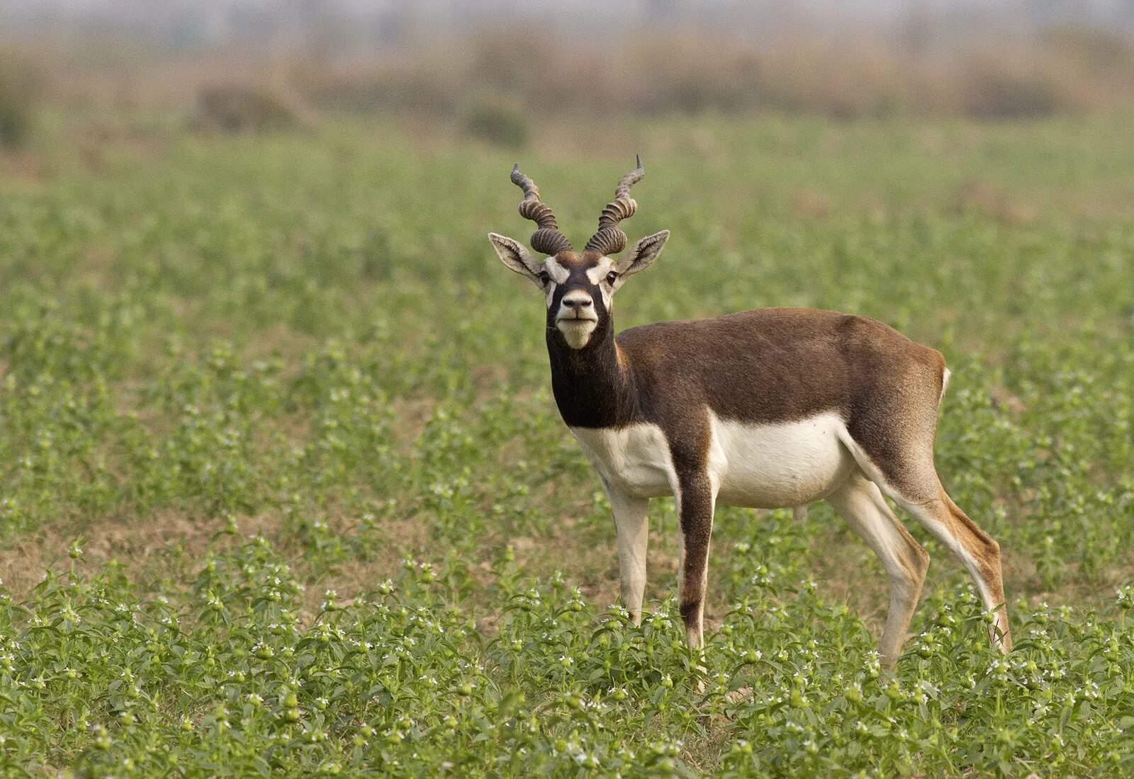 Винторогая антилопа б. Винторогая антилопа. винторогая антилопа гарна. blackbuck. голубая антилопа.