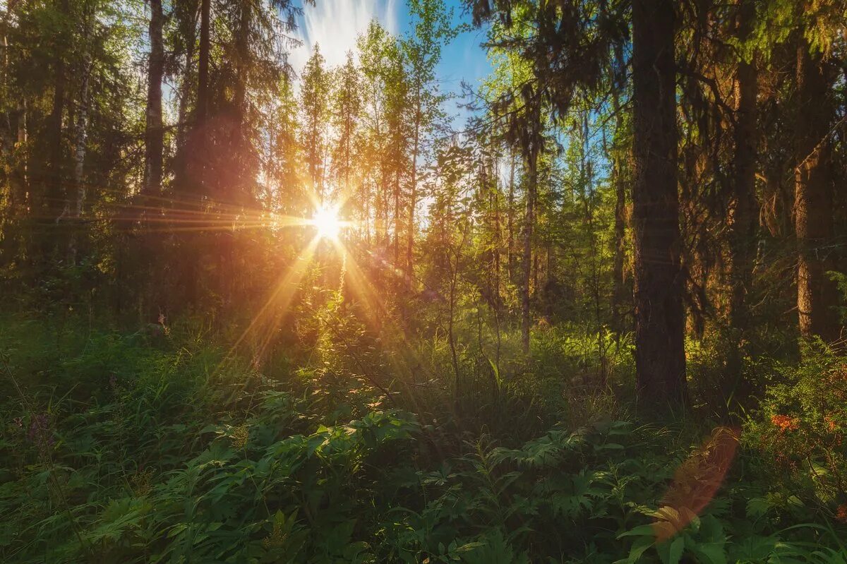 Лес солнце и звезды