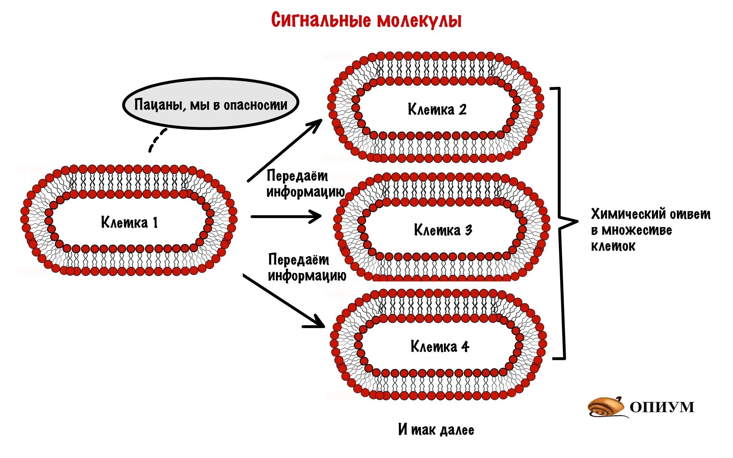 Молекулярная передача информации
