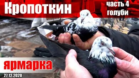 Голуби ленинградская