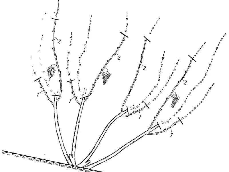 Обрезка 2х летняя обрезка винограда. Обрезка винограда летом. Подрезка винограда летом. Куст винограда схема. Весенняя обрезка винограда в средней полосе