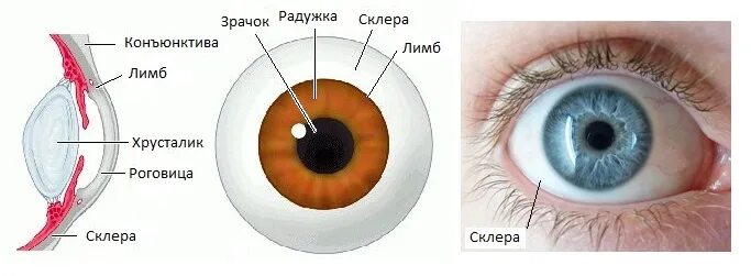 Зрачок в организме человека выполняет функцию. Роговица конъюнктива склера. Строение роговицы оболочки глаза. Склера и роговица анатомия глаза.