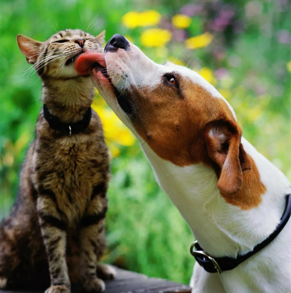 Про кошек и собак. Басенджи собака. Кошки и собаки. Кошка и собака любовь. Животные друзья.