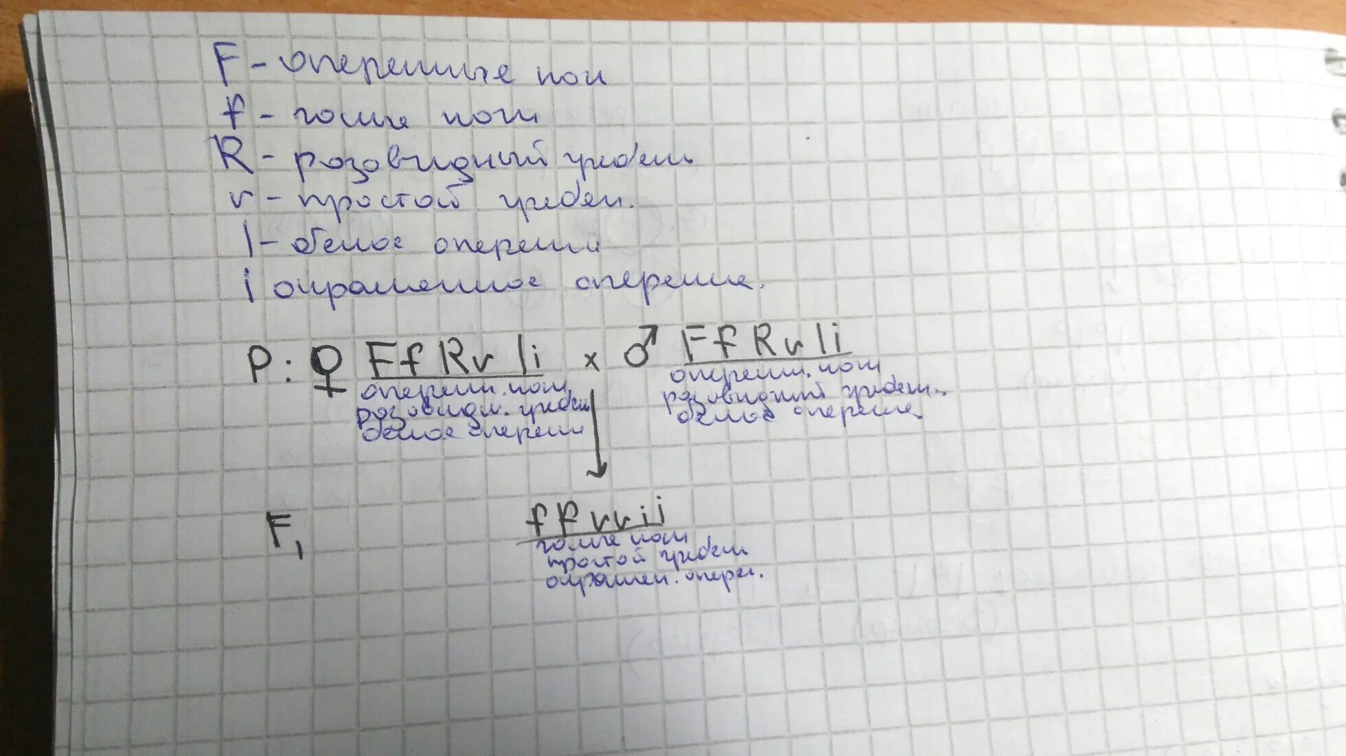 При скрещивании петуха с оперенными