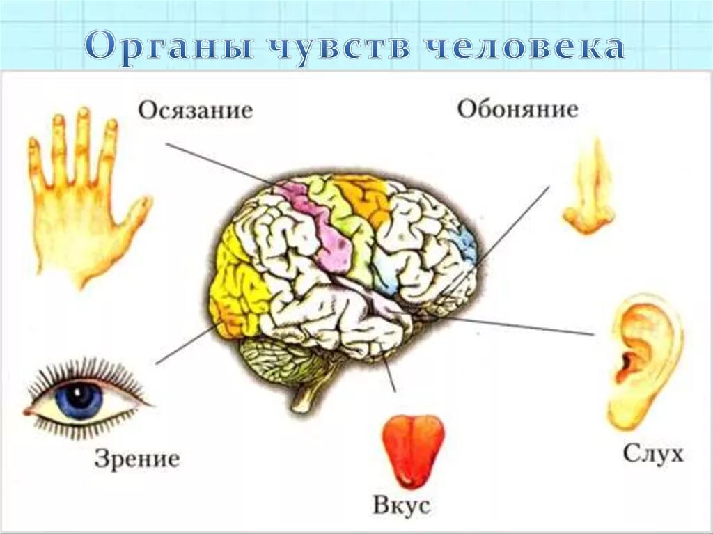 Какой мозг отвечает за слух