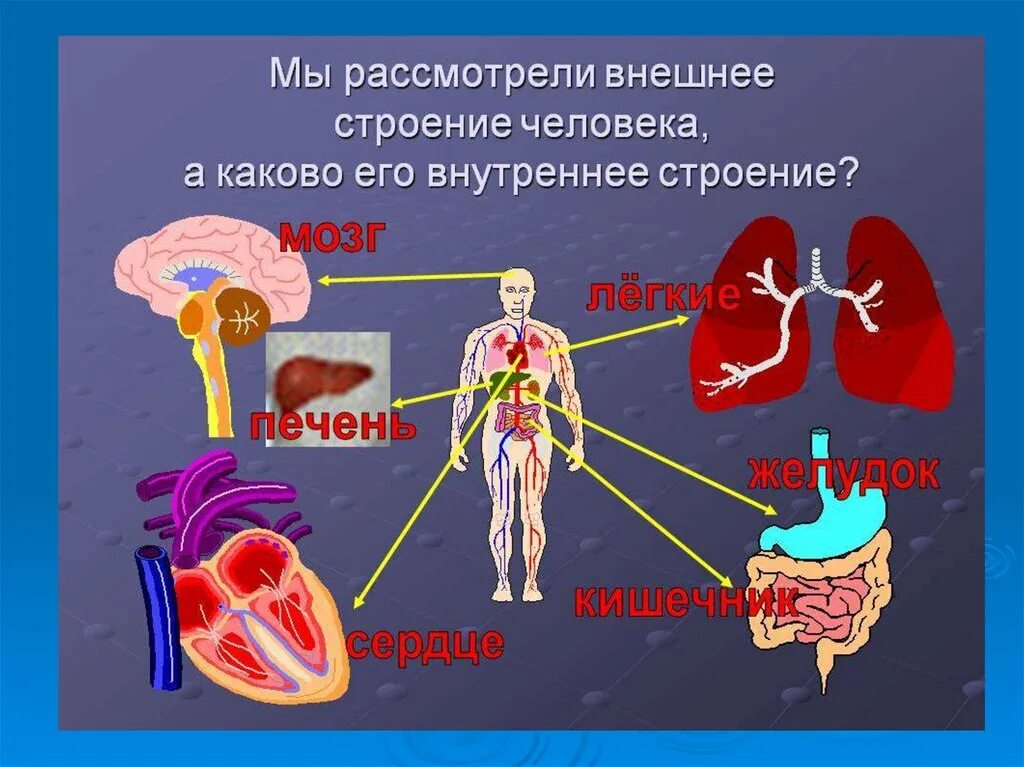 Фото строения человека 4 класс