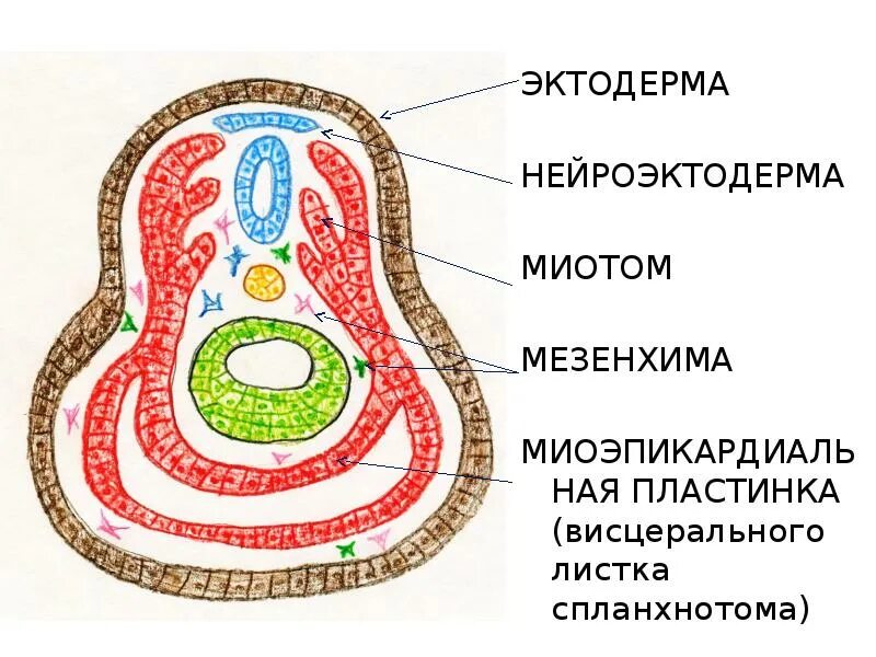 Сомиты и спланхнотом. Нейроэктодерма. Висцеральный листок спланхнотома. Сомиты нефротом спланхнотом.