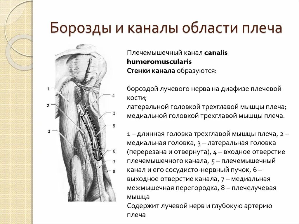 Операции верхних конечностей. Нервы предплечья топографическая анатомия. Топография верхней конечности плечемышечный канал. Локтевой нерв топографическая анатомия. Плечемышечный канал лучевого нерва.