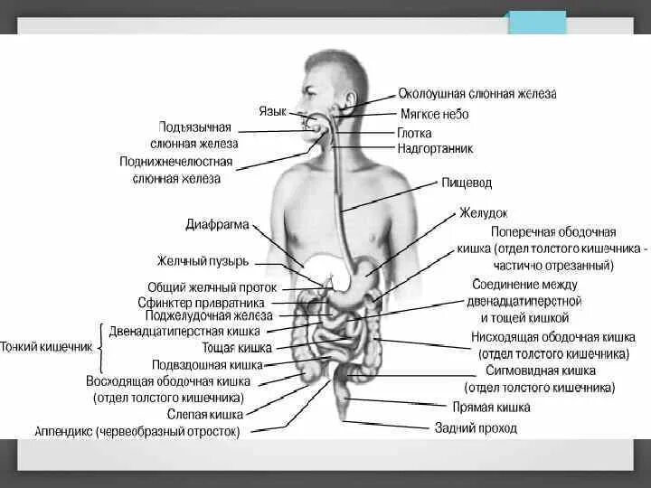 Питание и пищеварение