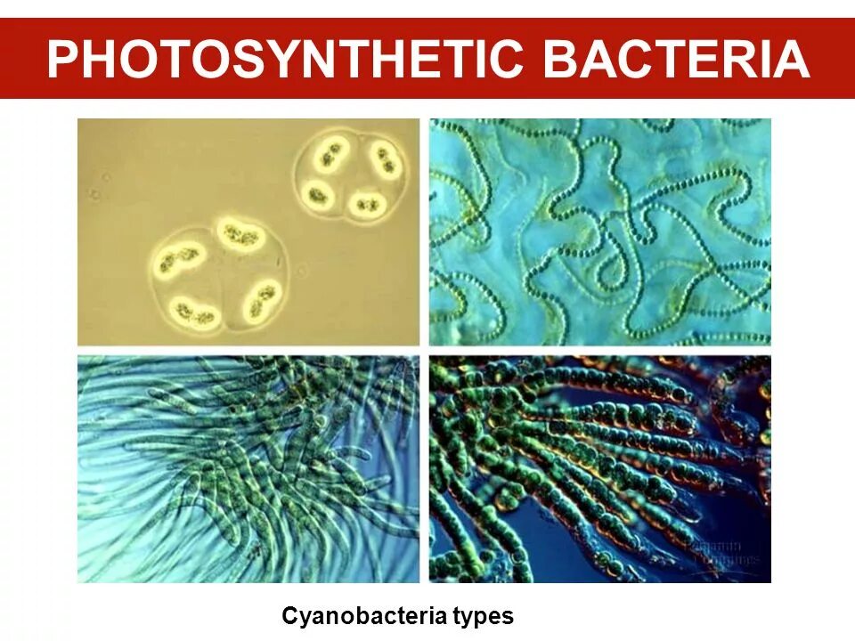 Цианобактерии автотрофы. Бактерии цианобактерии. Цианобактерии бациллы. Цианобактерии носток. Синезеленые цианобактерии.