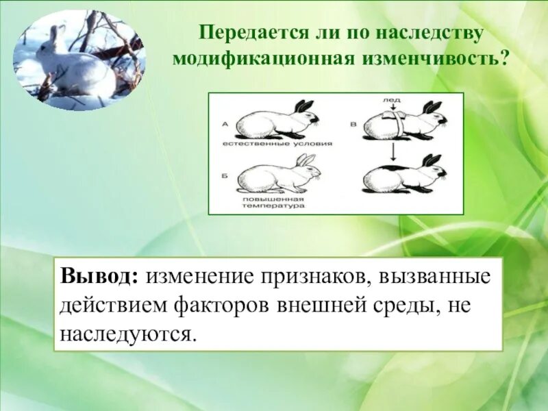 Признаки передаваемые по наследству. Передается ли модификационная изменчивость по наследству. Модификационная изменчивость не передается по наследству. Зависимость проявления генов от условий внешней среды. Передаются ли по наследству модификационные изменения.