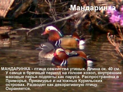 Утка мандаринка описание кратко