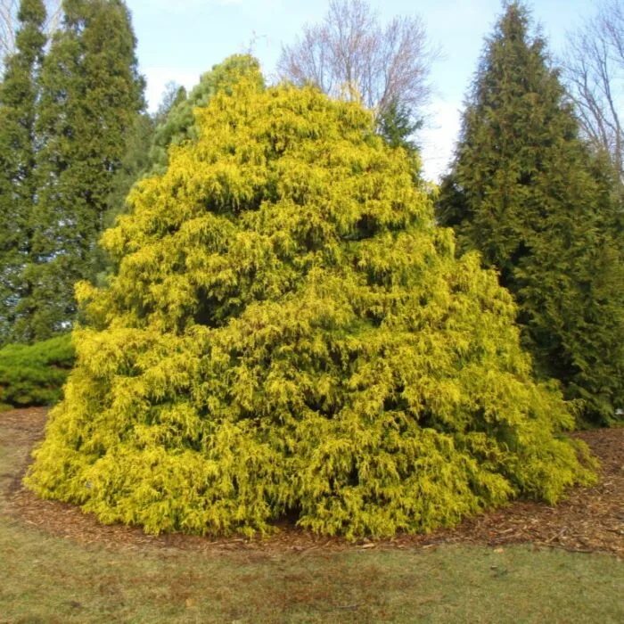 Кипарисовик горохоплодный Филифера Ауреа Нана (Filifera Aurea Nana) Купить c дос