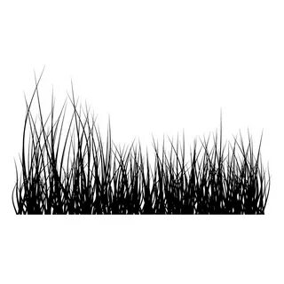 Black grass