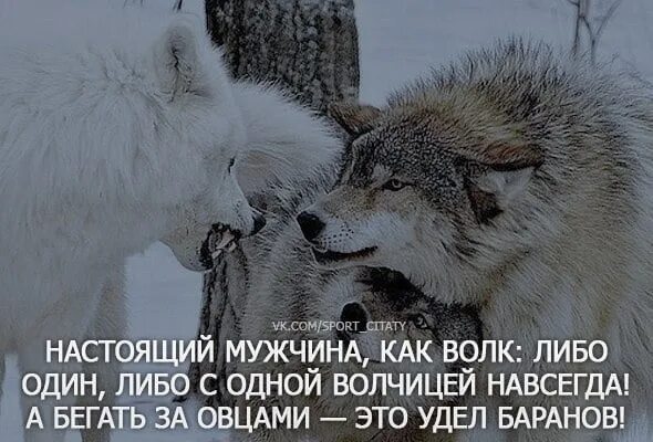 Всю жизнь овца волков. Волк либо с одной волчицей. Настоящий мужчина как волк либо один. Волк либо один либо с одной волчицей. У волка одна волчица.