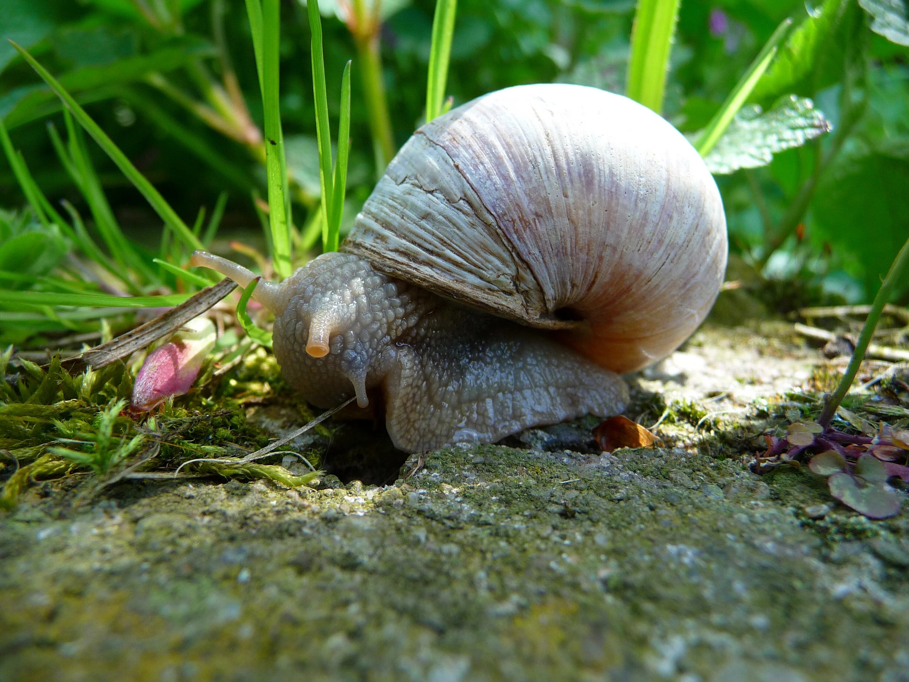 Улитка Helix pomatia. Виноградная улитка. Улитка Виноградная улитка. Виноградная улитка поматия.