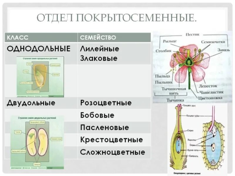 Отдел покрытосеменных (цветковых)растений. Строение однодольных покрытосеменных растений. Покрытосеменные растения класс Однодольные. Отдел Покрытосеменные Однодольные и двудольные.