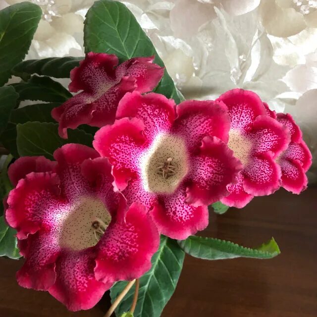 Глоксиния тайгер блю. Глоксиния тигринум ред. Глоксиния тигрина. Глоксиния ред. Глоксиния тигрина красная.