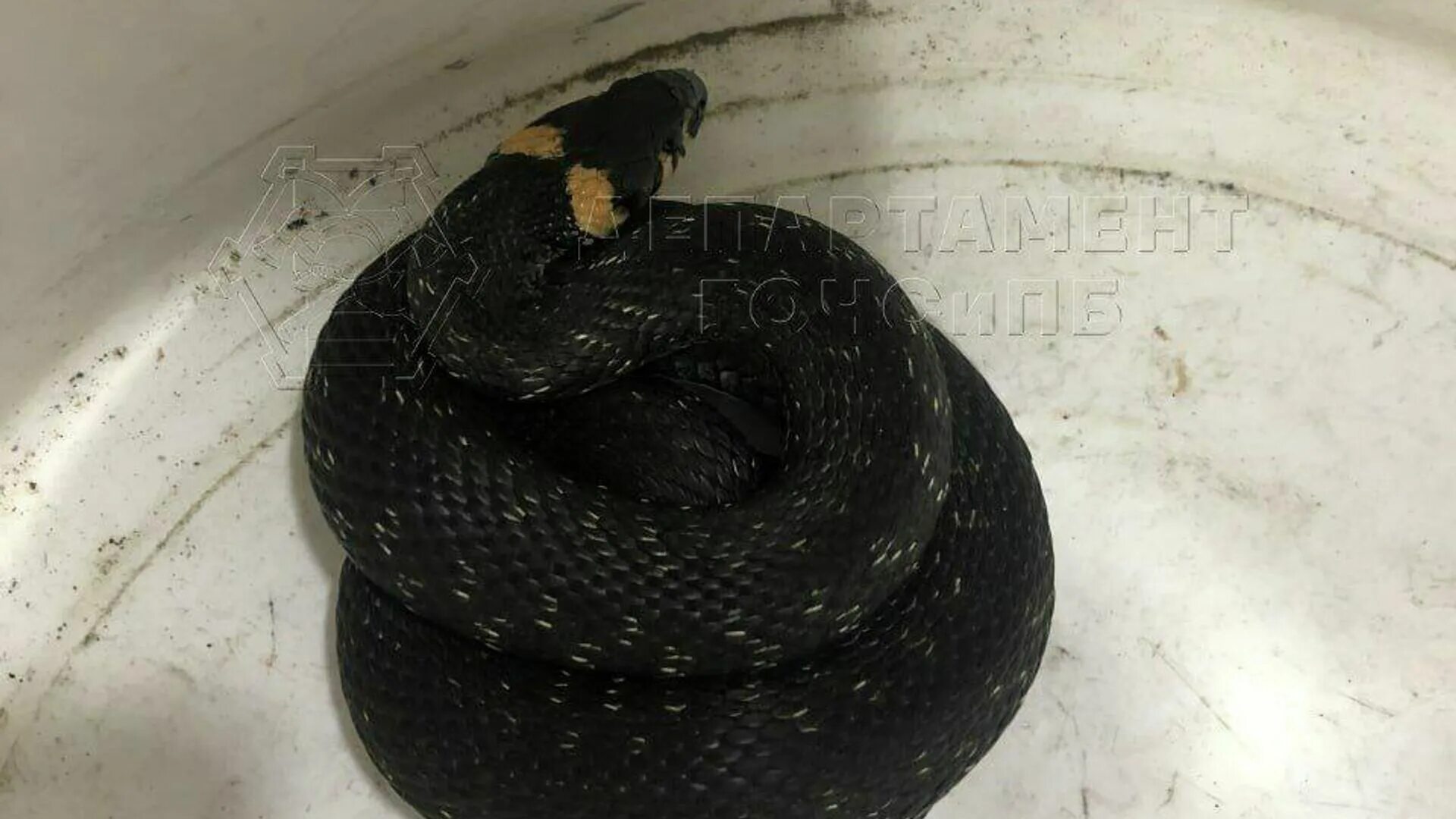 Яд королевской кобры. Обыкновенный уж меланист. Спасение ужа. Обыкновенный уж. Обыкновенный уж natrix natrix.