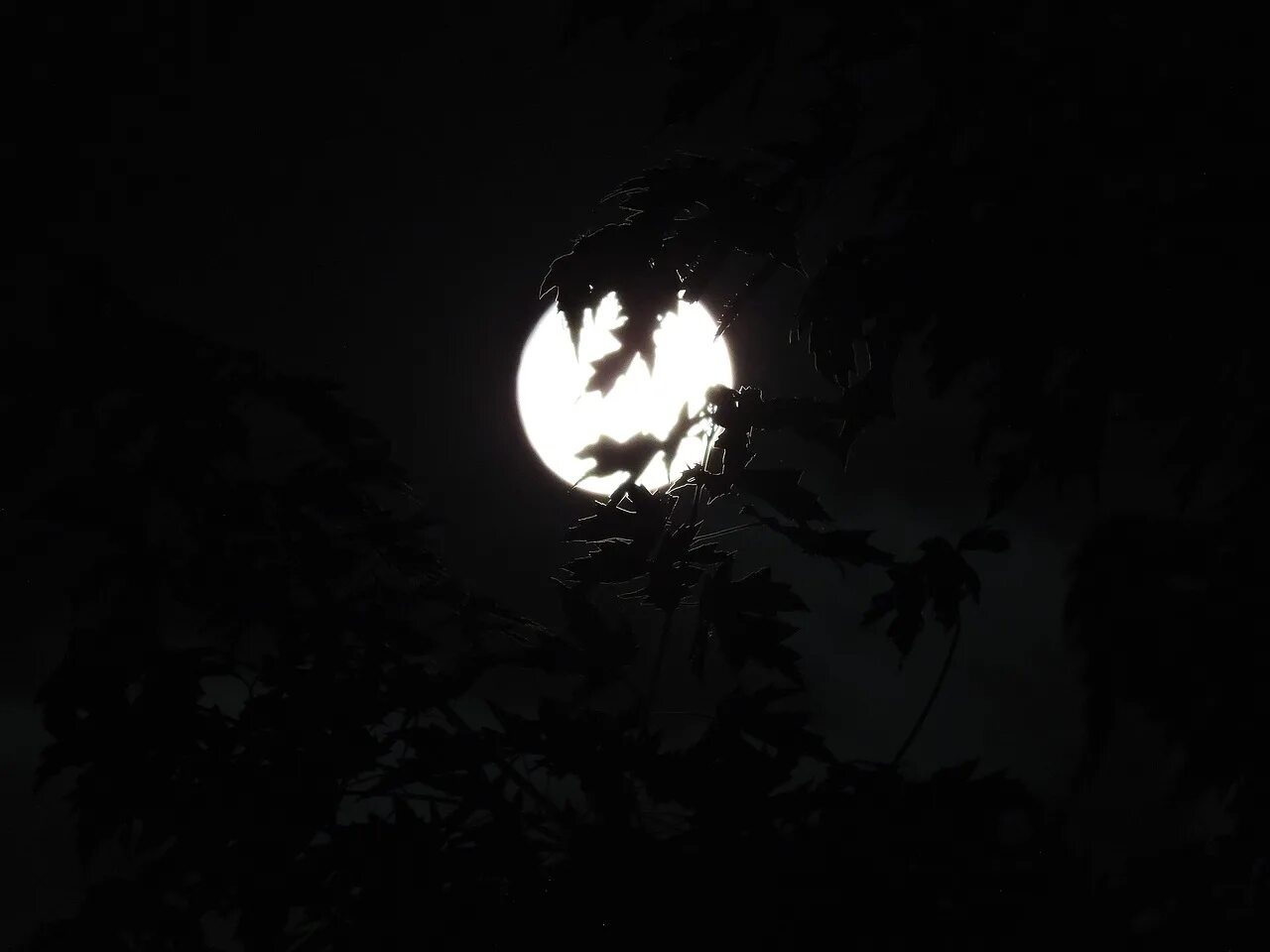 Луна сквозь деревья. Луна Хэллоуин. Луна среди деревьев. Лунный свет сквозь деревья.