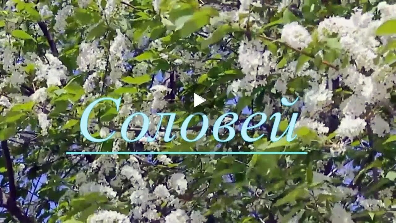 Крапива Соловей Соловушка. ВИА крапива Соловей песня. Соловушка песня. Соловей в крапиве. Крапива соловей