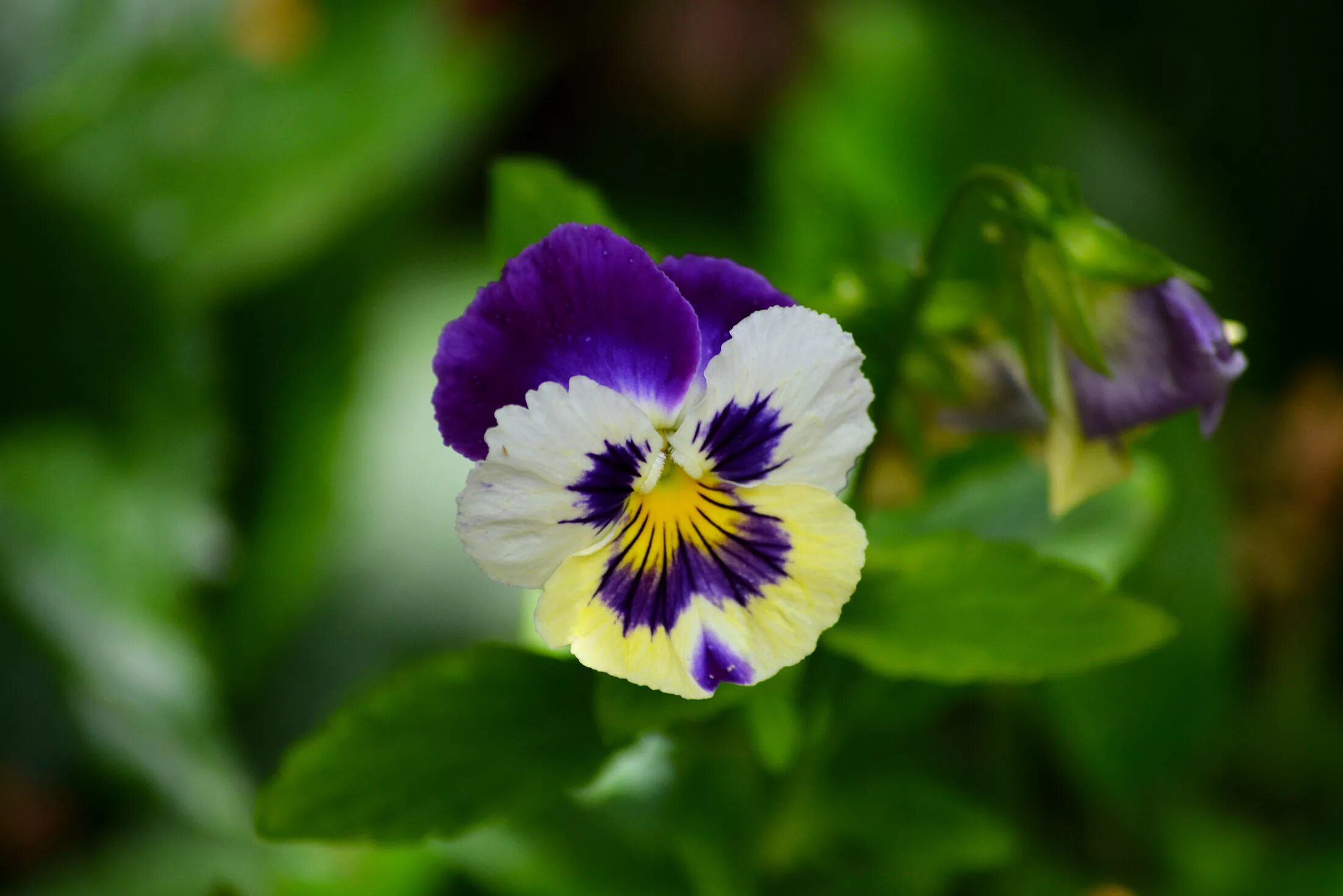 На какое растение похожа фиалка трехцветная. Фиалка трёхцветная. Соцветие фиалки трехцветной. Viola Tricolor. Фиалка трёхцветная Анютины глазки.