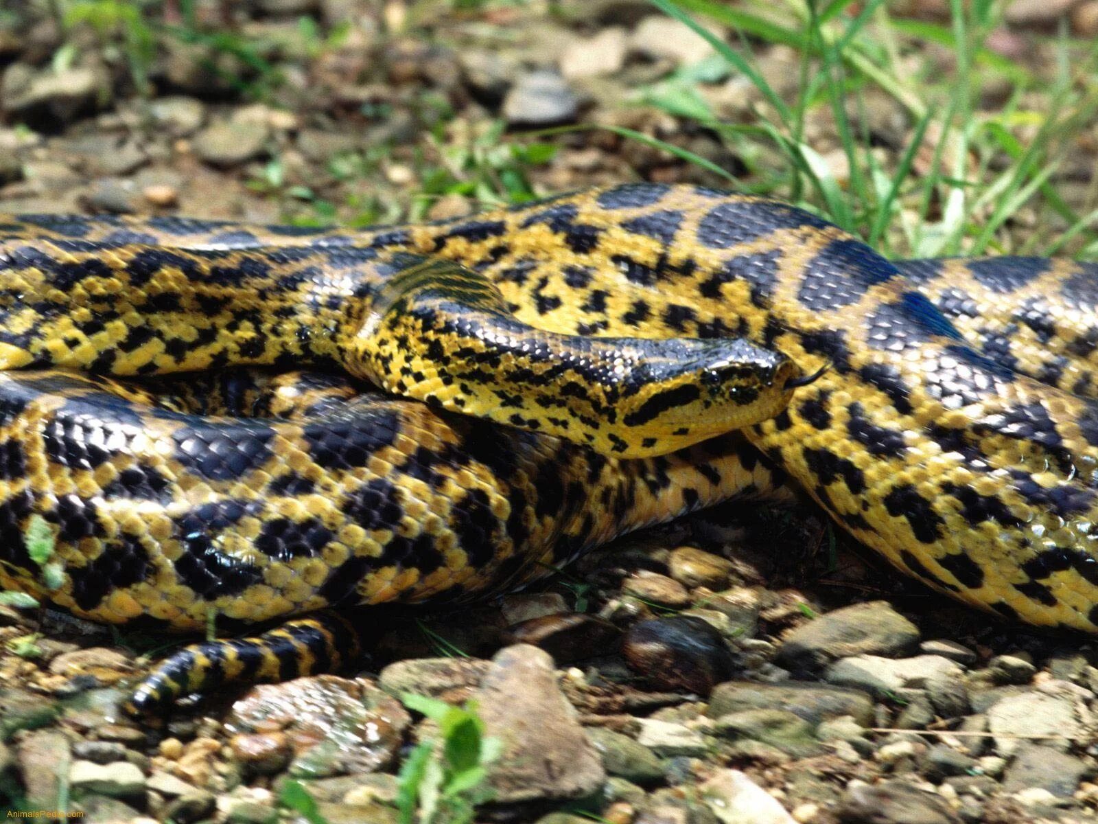 Анаконда 7. Анаконда змея. Зеленая Анаконда (eunectes murinus).