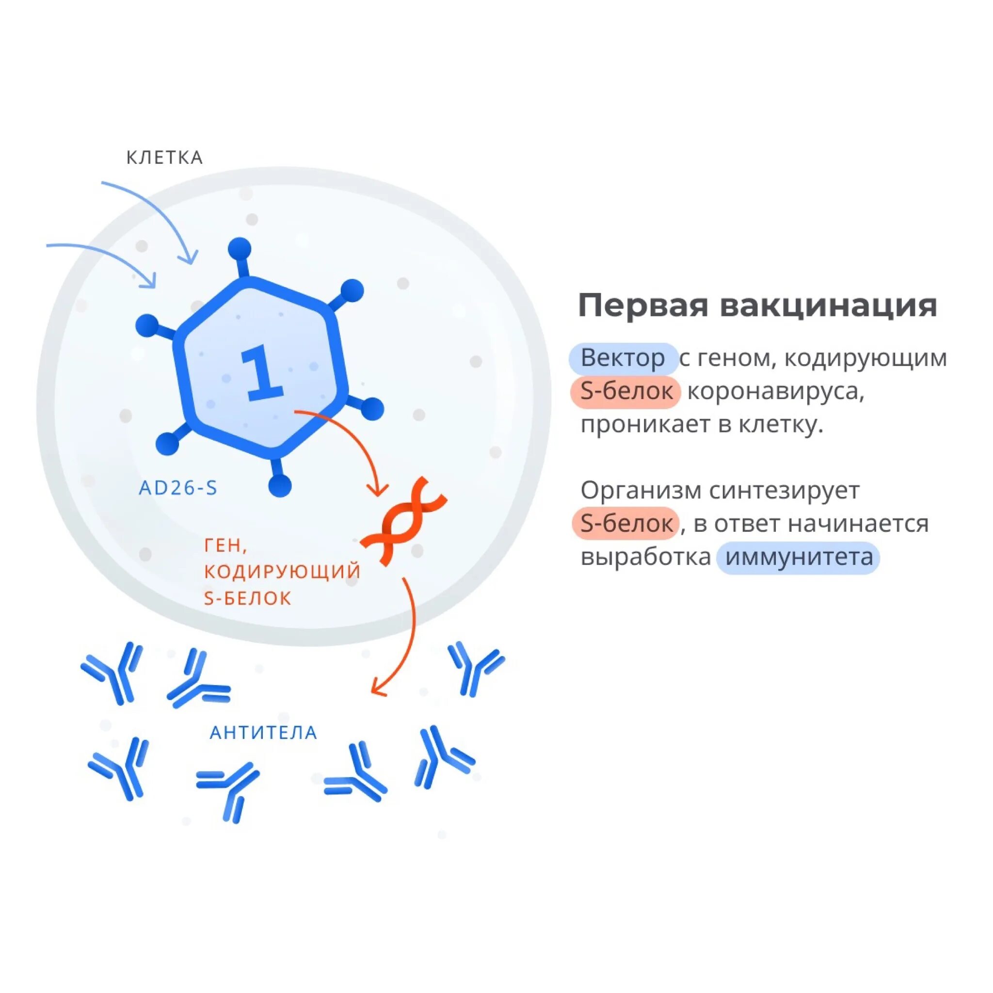 Результат исследования вакцины. Компоненты вакцины от коронавируса. Принцип работы вакцины. Первый компонент вакцины от коронавируса. Схема действия вакцины.