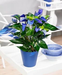 Домашний blu
