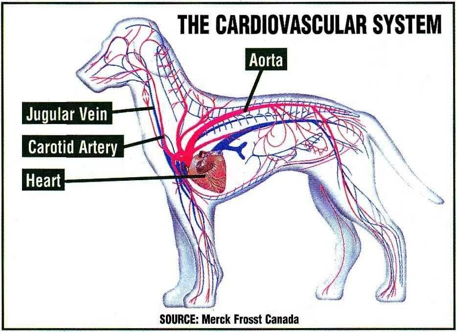 Строение кровеносной системы собаки схема. Кровеносная система собаки анатомия. Нервная система собаки анатомия. Нервная система собак схема строения. Сердце собаки расположено