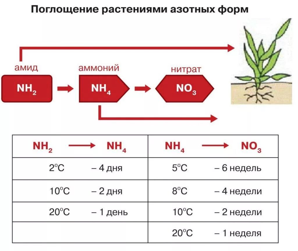 Сколько надо удобрения. Таблица норм внесения удобрений КАС 32. Азотное удобрение КАС-32. Амидная форма азотных удобрений. КАС-32 нормы внесения для картофеля.