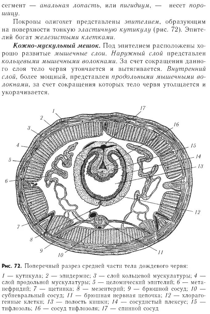Рисунок поперечного среза дождевого червя