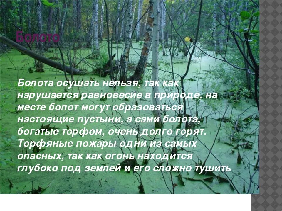 Болотная причины. Причины осушения болота. Опасности в лесу болото. Осушение лесного болота. Охрана болота.