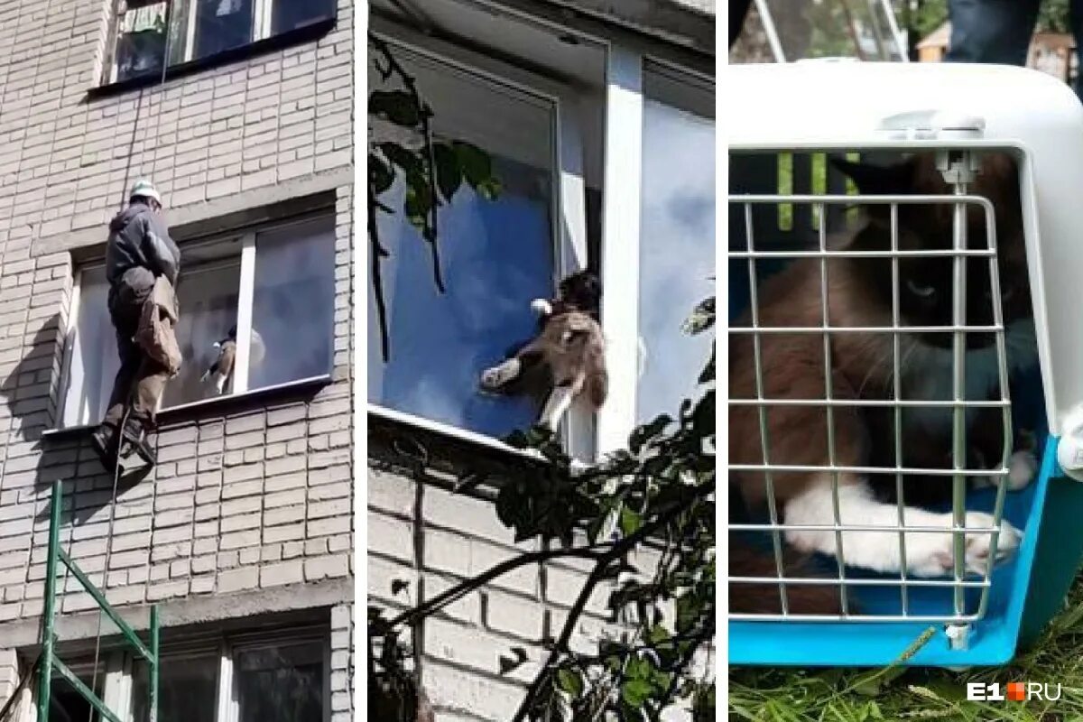 Кот застрял в окне. Застряла в окне. Коты застревают в окнах. Коты в окнах альпинисты.