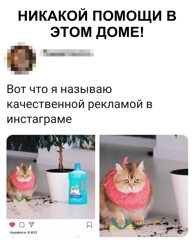 Никакой помощи в этом доме Мем. Котик никакой помощи в этом доме. Кот никакой помощи в этом.