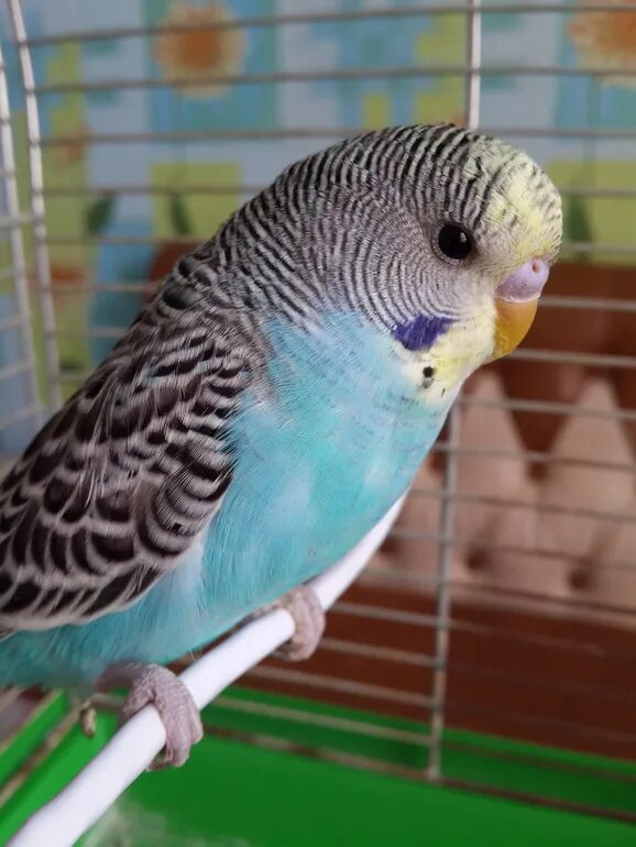 двух волнистых. волнистый попугайчик радужный. волнистый попугайчик в австралии. попугаи дерутся между собой. двух волнистых.