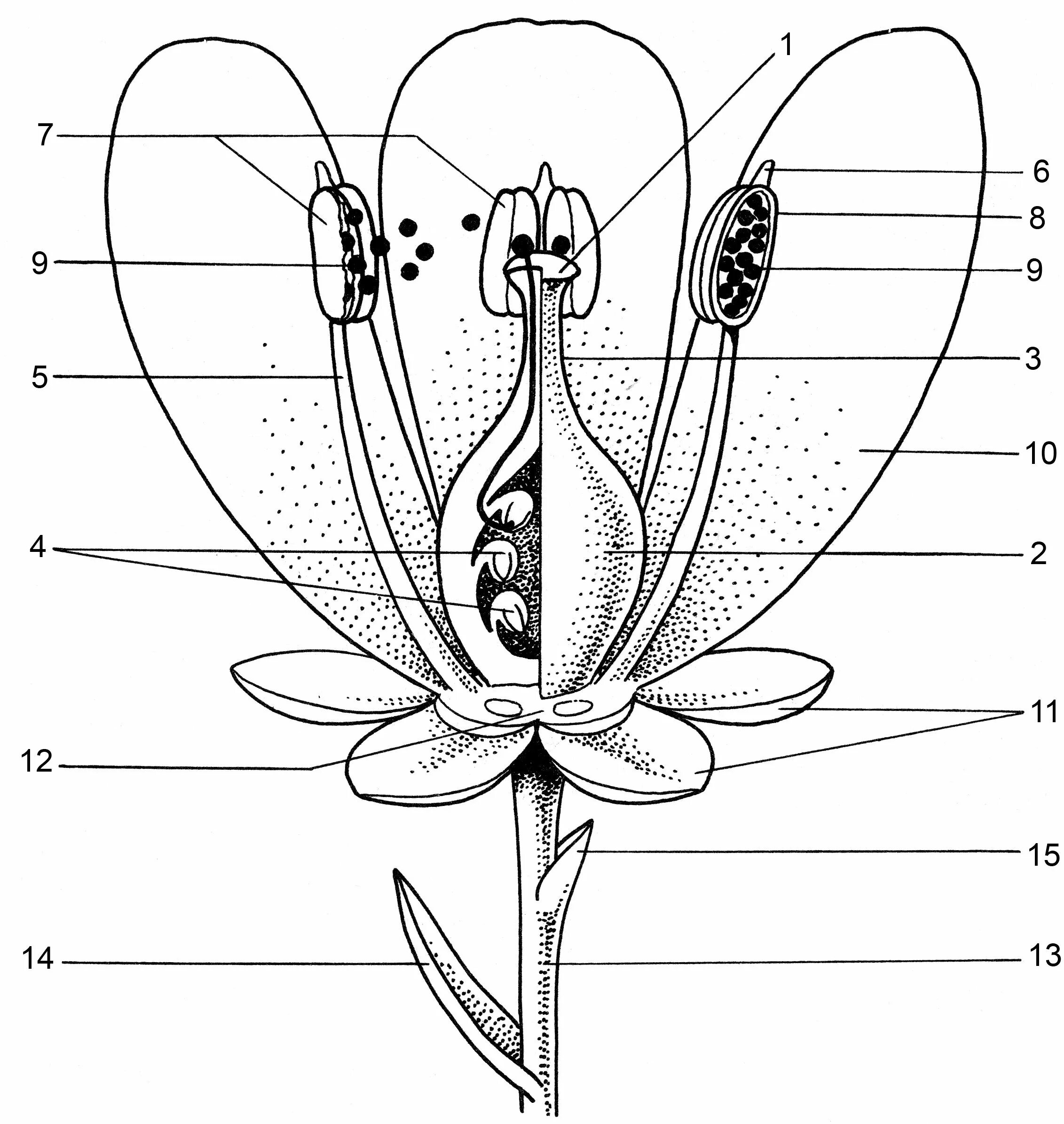 Поперечный срез завязи пестика лилии под микроскопом. Строение цветка цветоложе. Цветоножка цветоложе околоцветник тычинки и пестик цветка. Строение завязи пестика.