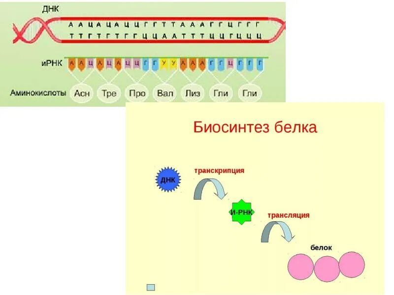 Биосинтез белка биология 10. Синтез белка транскрипция и трансляция. Трансляция Биосинтез белка схема. Биосинтез белков транскрипция и трансляция. Биосинтез белка сравнение транскрипции и трансляции.