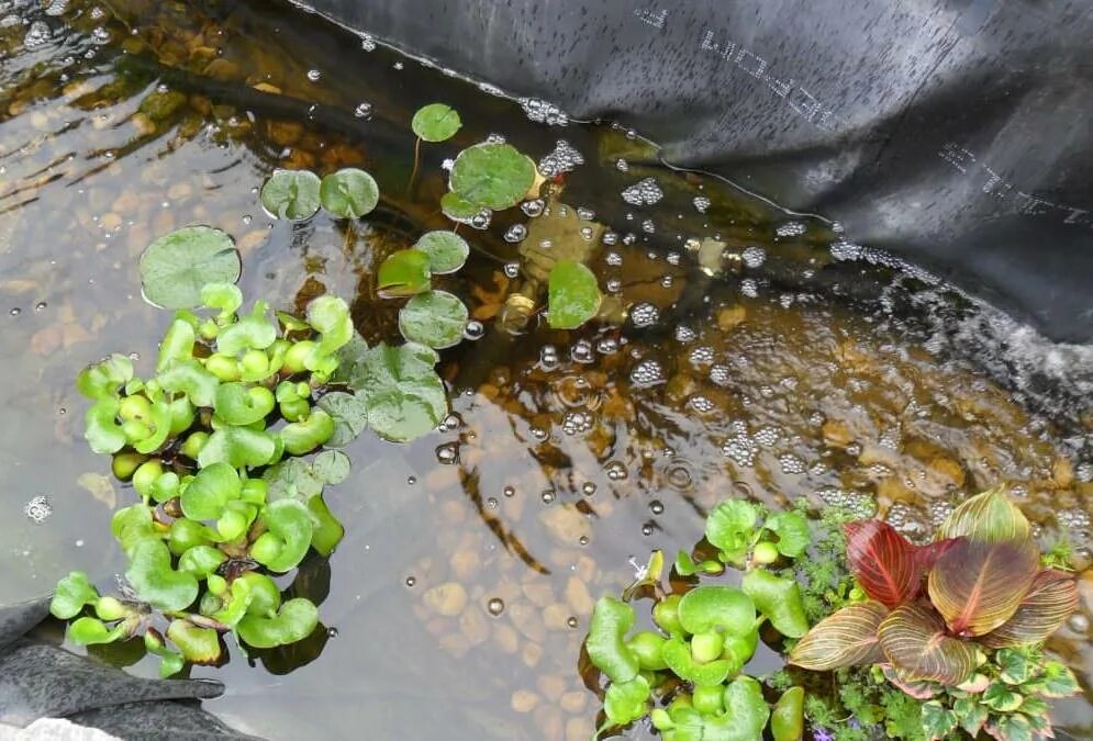 Водное растение пистия. Растения очищают воду. Растения очищают воду. Эйхорния аквариумное растение. Эйхорния водный гиацинт в аквариуме.