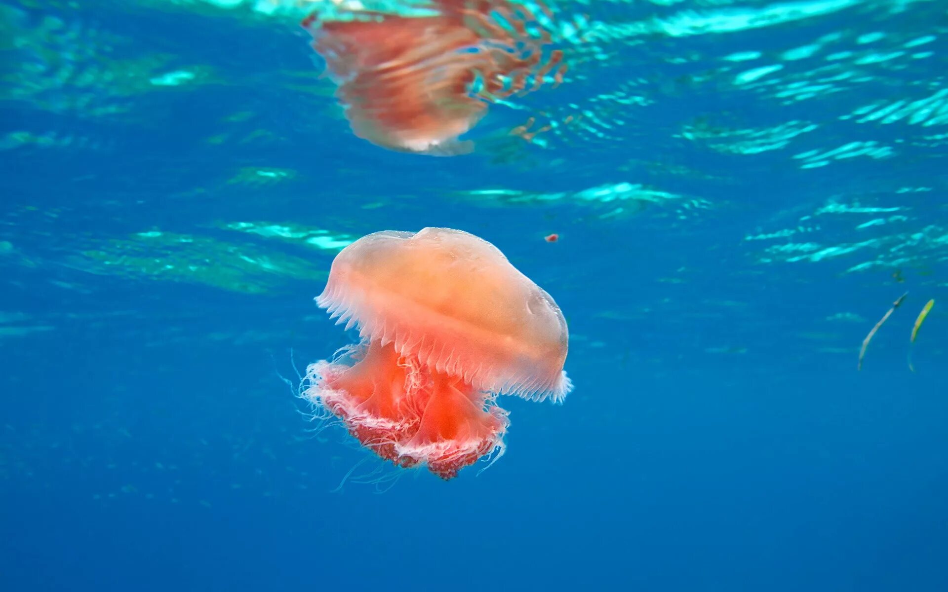 Коралловая медуза. Медуза не умеет плавать в ночи
